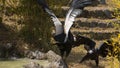 Pair of male and female Andean Condor fighting with outstretched wings in a field with green plants and stones. Scientific name: Royalty Free Stock Photo