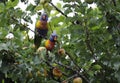 Pair of male and female Australian native Rainbow Lorikeets