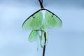 Pair of male and Female bright green luna moth Actias luna Royalty Free Stock Photo