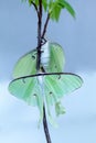 Pair of male and Female bright green luna moth Actias luna