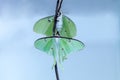 Pair of male and Female bright green luna moth Actias luna Royalty Free Stock Photo