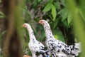 A pair of male and female chickens, with colors, predominantly white and black, looking for food in the farm area, Ateuk Lueng Ie Royalty Free Stock Photo