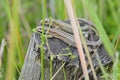 A pair of male and female common or viviparous lizards bask atop a wooden post hidden amongst long reeds and grass