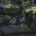 Pair of male and female Harlequin ducks Histronicus Histronicus on rocks