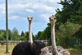 Pair of male and female ostriches in farm outdoors Royalty Free Stock Photo