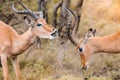 A pair of male impala aepyceros melampus play fighting in the Kruger national park, South Africa Royalty Free Stock Photo