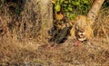 male lion feeding on warthog carcass Royalty Free Stock Photo