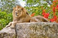 Pair Of Male Lions Resting Royalty Free Stock Photo