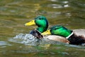 Pair of male Mallard drakes fighting over territory. Royalty Free Stock Photo