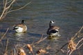 A Pair of Male Mallard Duck Royalty Free Stock Photo