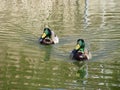 Pair of male Mallard ducks (Anas platyrhynchos) swimming across lake Royalty Free Stock Photo