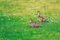 Pair of male mallard ducks eating grass in a park