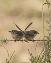 A pair of female superb fairy wren