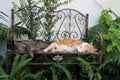 Two domestic cats sleeping on benche Royalty Free Stock Photo