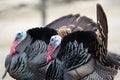 Pair of male Turkeys.