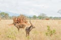 Pair of Male Waterbuck