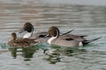 Pair of males with a female duck codon