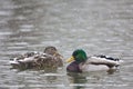 Pair of Mallard, Anas platyrhynchos, relaxing in winter