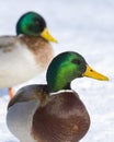 Pair Mallard Drakes Royalty Free Stock Photo