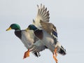 A pair of Mallard Drakes Royalty Free Stock Photo