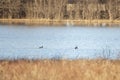 Pair of Mallard Drakes Swimming Royalty Free Stock Photo