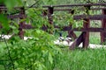 A pair of Mallard drakes walk across a bridge in the park. Warm summer day. Royalty Free Stock Photo