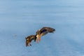 A pair of mallard duck flying around above a frozen lake Royalty Free Stock Photo