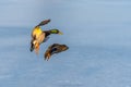 A pair of mallard duck flying around above a frozen lake Royalty Free Stock Photo