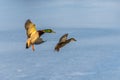 A pair of mallard duck flying around above a frozen lake Royalty Free Stock Photo