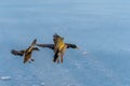 A pair of mallard duck flying around above a frozen lake Royalty Free Stock Photo