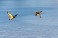 A pair of mallard duck flying around above a frozen lake Royalty Free Stock Photo