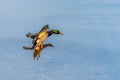 A pair of mallard duck flying around above a frozen lake Royalty Free Stock Photo