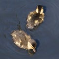 A pair of Mallard ducklings