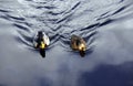 Pair of Mallard ducks Royalty Free Stock Photo
