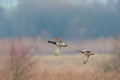 Pair of mallard ducks anas platyrhynchos in flight