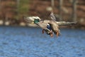 A Pair of Mallard Ducks Flying to land on a blue lake in Winter Royalty Free Stock Photo