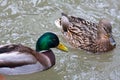 Pair of mallard ducks in breeding plumage Royalty Free Stock Photo