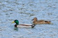 A pair of mallard ducks swimming in the river Royalty Free Stock Photo