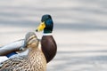 Pair of Mallard Ducks crossing road closeup Royalty Free Stock Photo