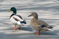 Pair of Mallard Ducks crossing road closeup Royalty Free Stock Photo