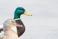 Pair of Mallard Ducks crossing road closeup Royalty Free Stock Photo