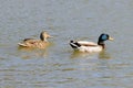 A pair of mallard ducks enjoy a warm spring day on the water of a pond Royalty Free Stock Photo