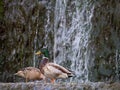 Pair mallard ducks extracting food at the water in the waterfall Royalty Free Stock Photo