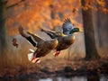A pair of mallard ducks in fast flight, closeup.