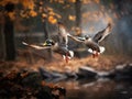 A pair of mallard ducks in fast flight, closeup.