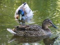 Pair of mallard ducks female and drake splashing and floating in lake water in spring Royalty Free Stock Photo