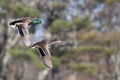 Pair of Mallard Ducks in Flight in Fall