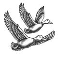 Flying Mallard Ducks engraving vector illustration