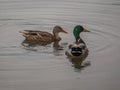 Pair of mallard ducks floating on Lower American River 1 Royalty Free Stock Photo