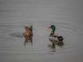 Pair of mallard ducks floating on Lower American River 2 Royalty Free Stock Photo